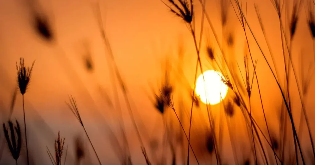 Sole che si intravede tra piante di grano | Corpo e anima