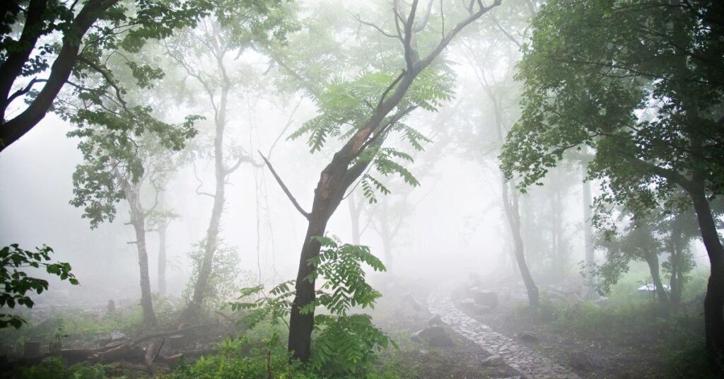 Nebbia in un bosco con luce tra le fronde verdi | Corpo e anima