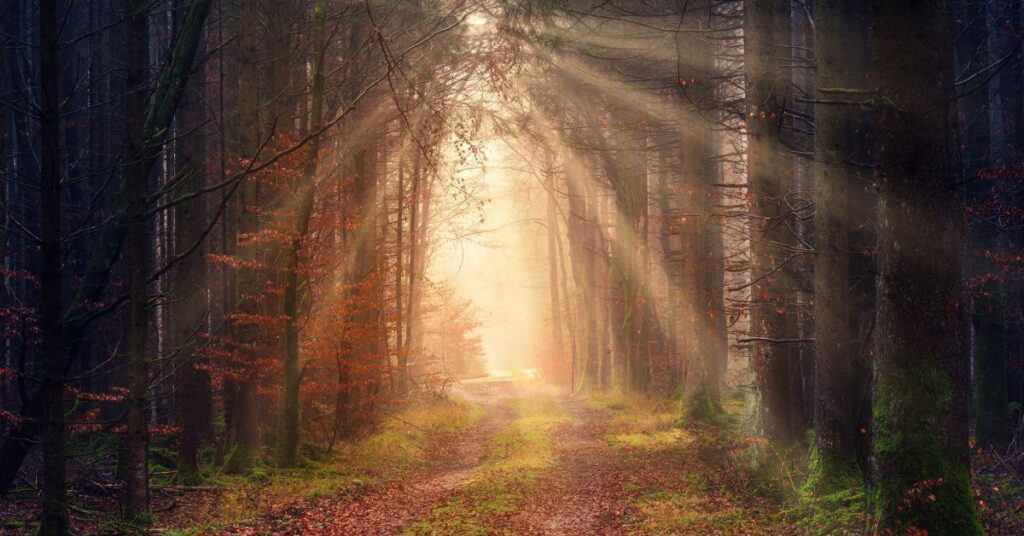 Raggi di luce che si irradiano in una foresta | Corpo e anima