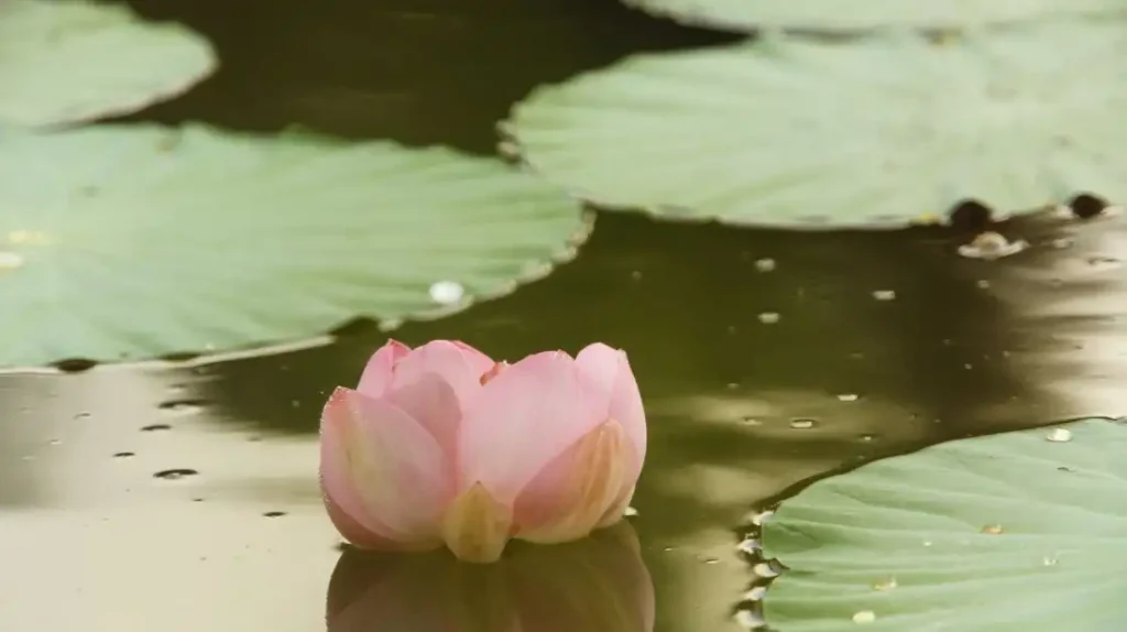 Sessualità sacra cos'è. Una ninfa che nasce nel fango | Corpo e anima