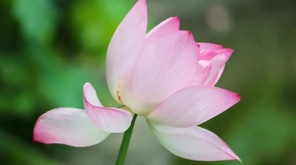 Un fiore rosa che si apre al mondo | Corpo e anima